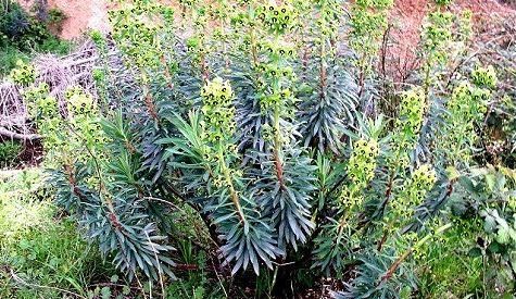 Garrigue végétalisation